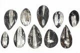 Lot: Polished Orthoceras Fossils (-) - Pieces #80742-1